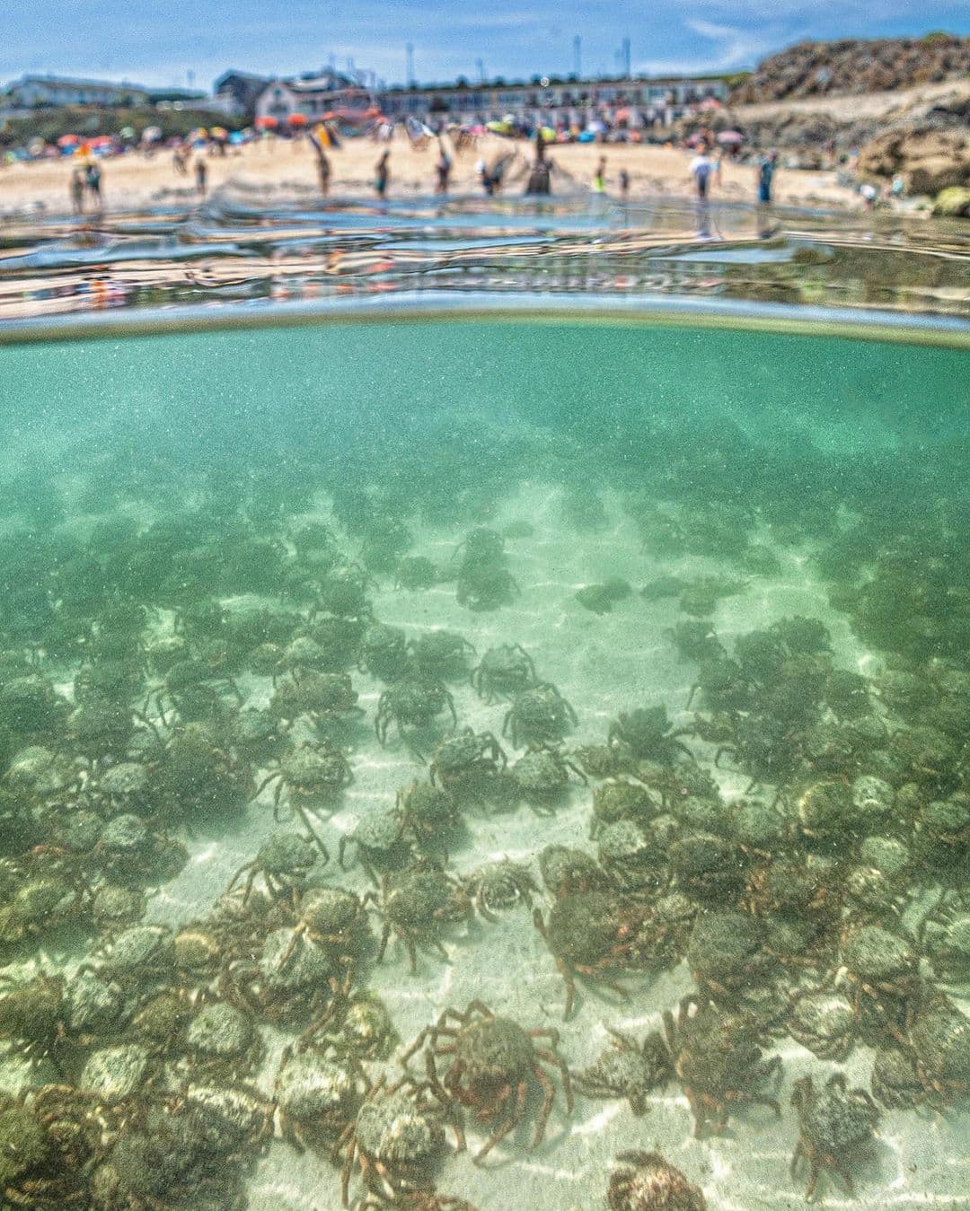 UK-holidaymakers left ‘squealing’ as thousands of giant spider crab shells wash up on popular beach