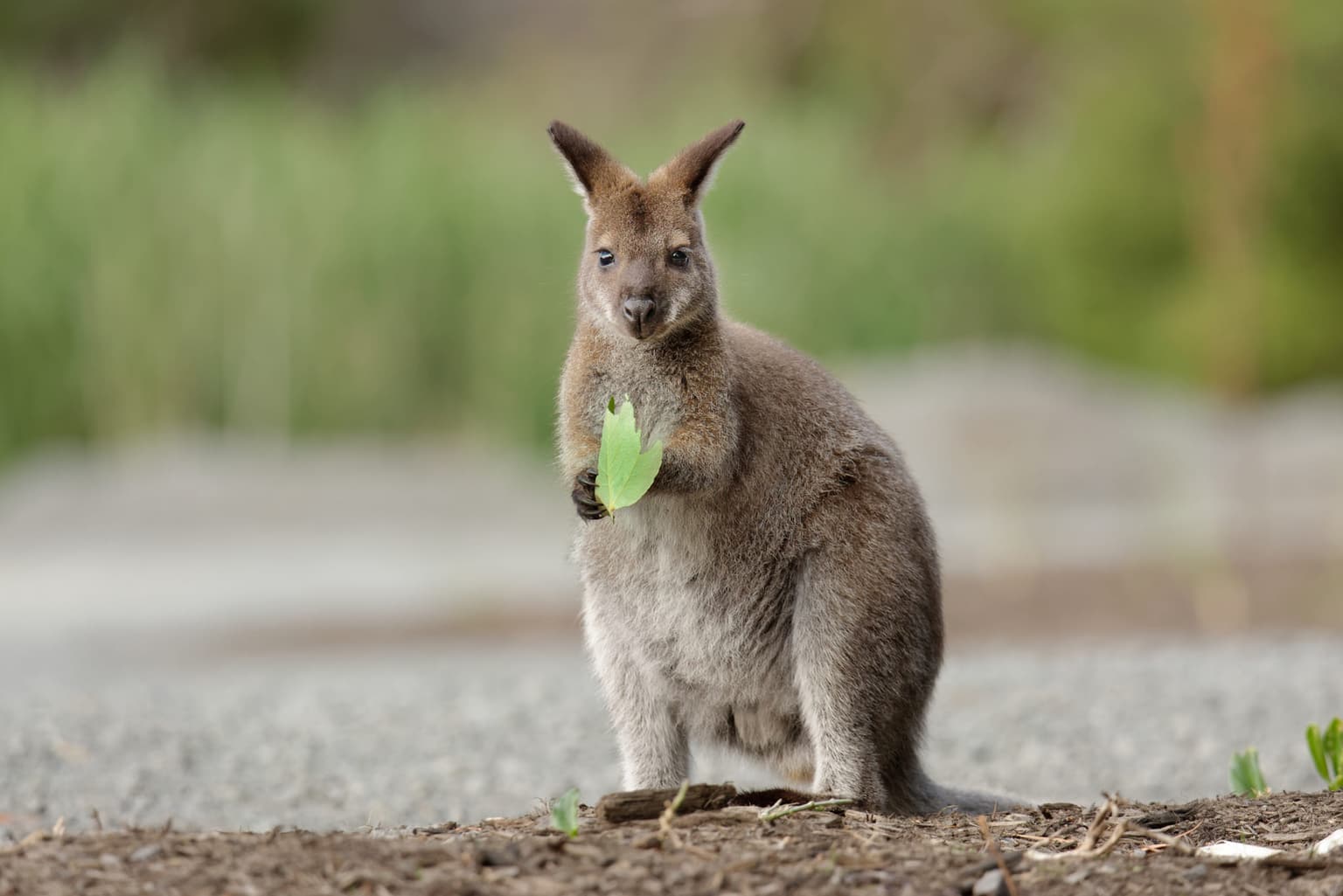 Search continues for missing female wallaby in Tyrone