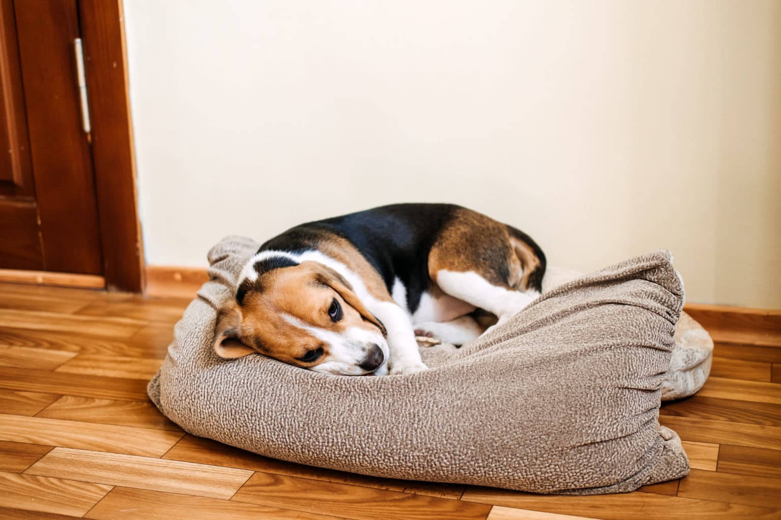 Dog owners warned about dangerous parvovirus outbreak in Ireland