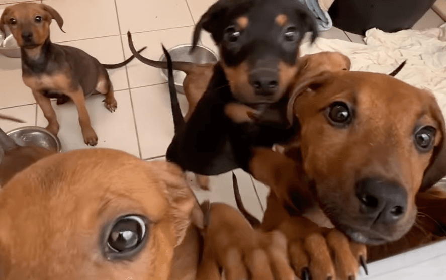 Dogs Trust appeals for foster families as they take in 54 dogs in 3 weeks