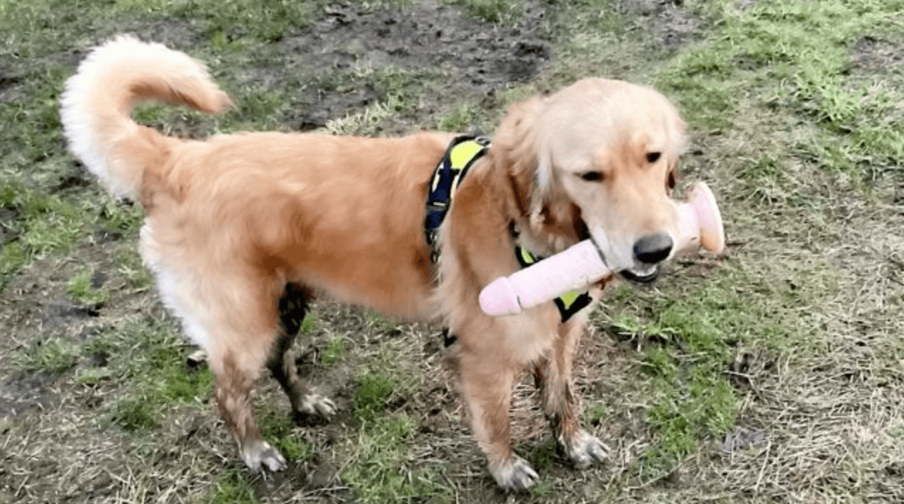 Dog reluctantly gives up huge sex toy she accidentally retrieved instead of stick