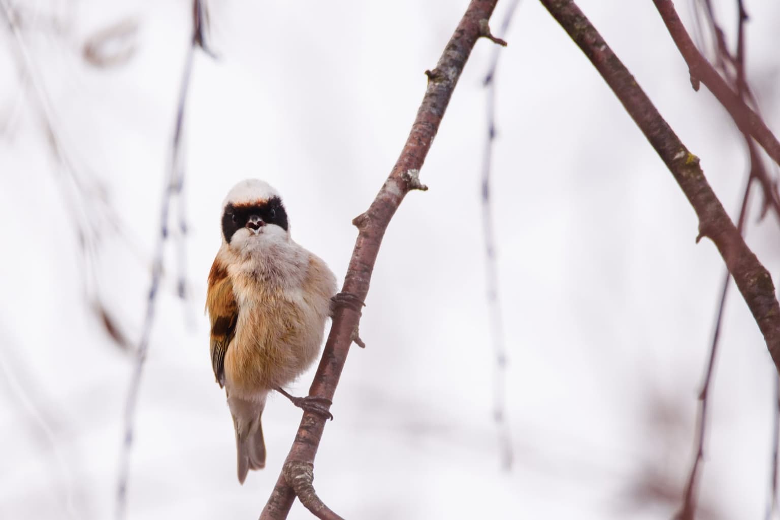 Excitement from Irish birdwatchers as rare Penduline Tit is spotted in Cork