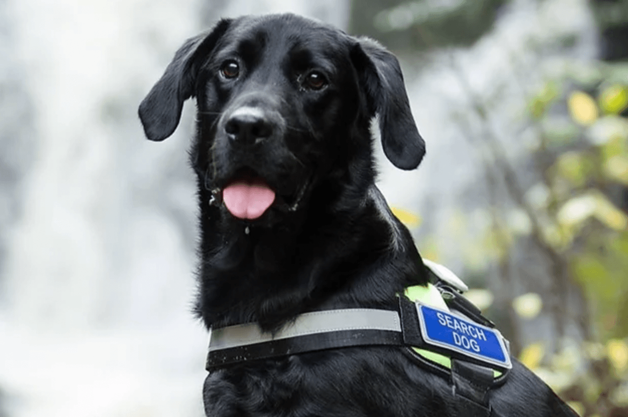 Dog rescue team that aided at Creeslough en route to Turkey/Syria earthquake zone