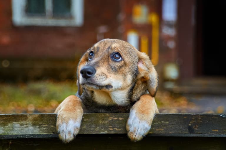 DSPCA appeals to public to report abandoned animals