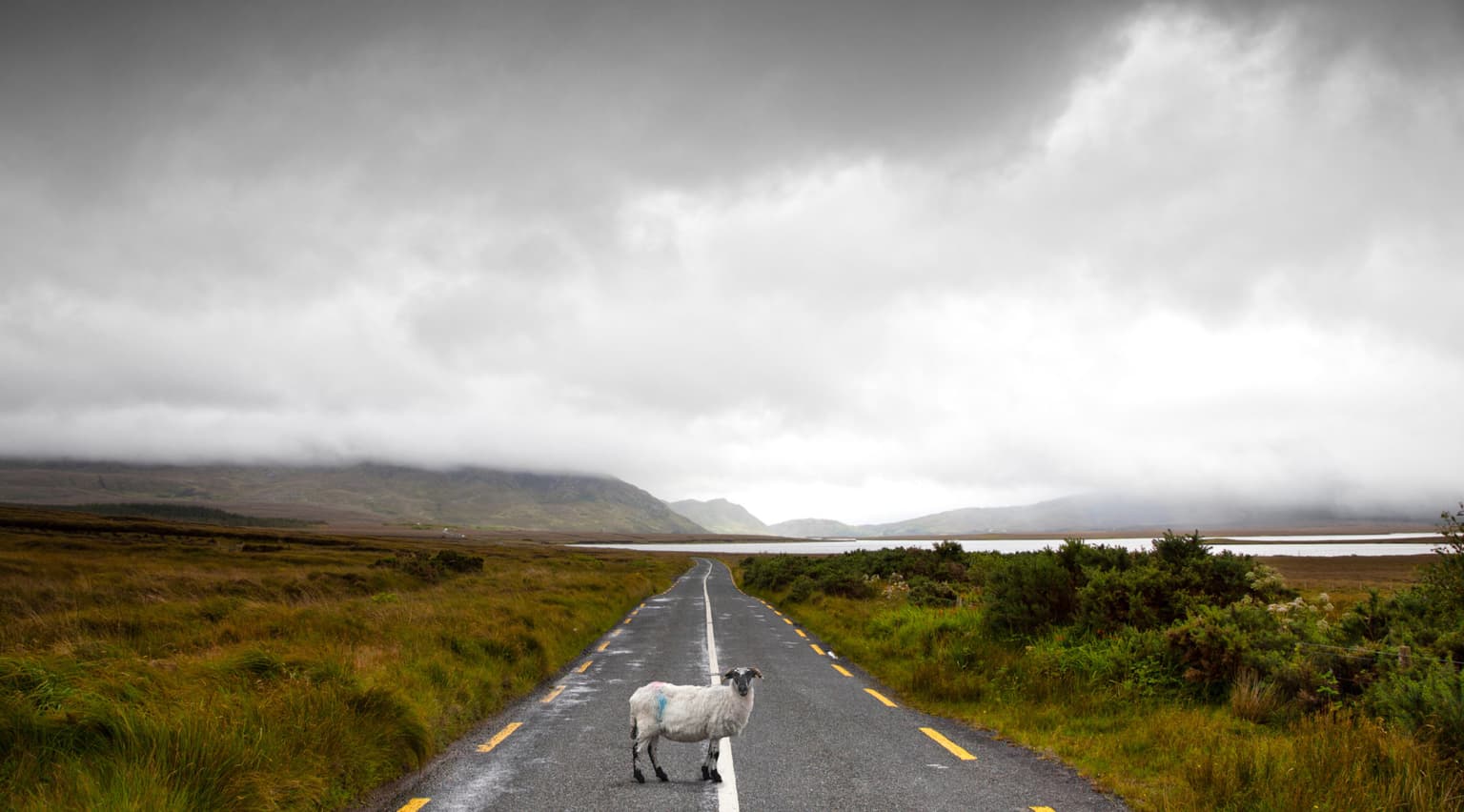 Ireland is officially the loneliest country in Europe