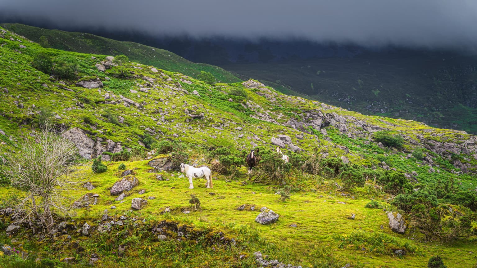 NPWS complete purchase of hugely popular Black Valley land