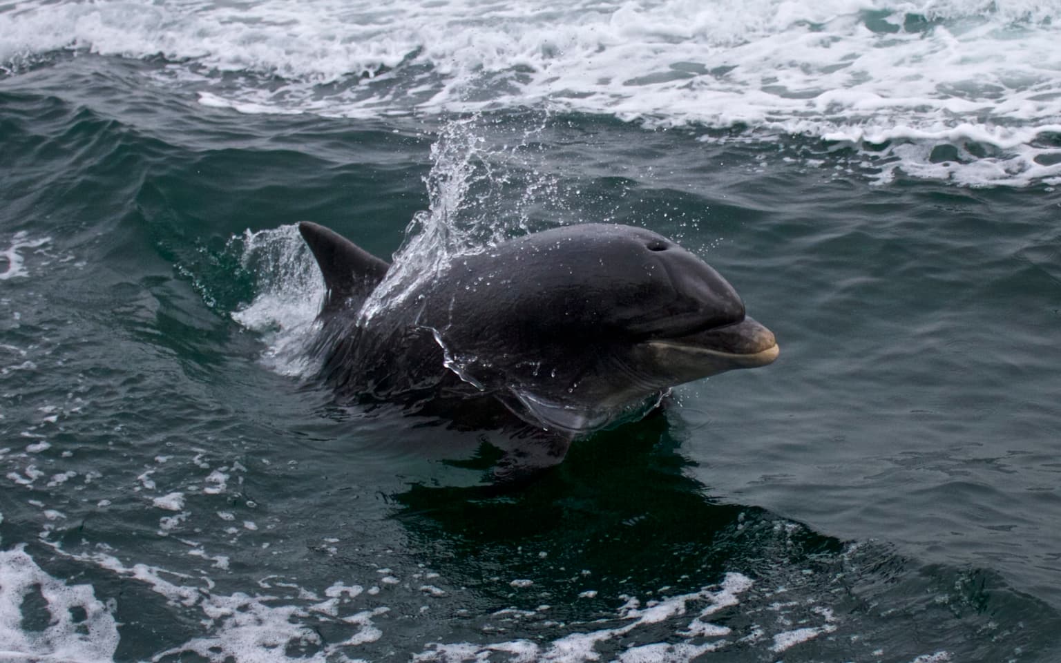 Remembering Fungie three years after he went missing from Dingle