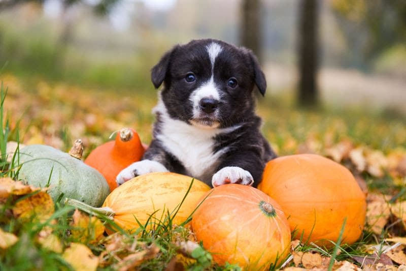Pet owners should reconsider dressing up their dogs this Halloween