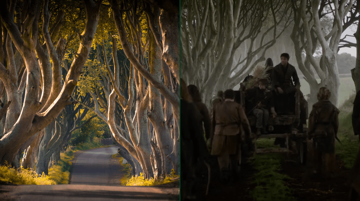 Game of Thrones film location in Antrim faces tree felling