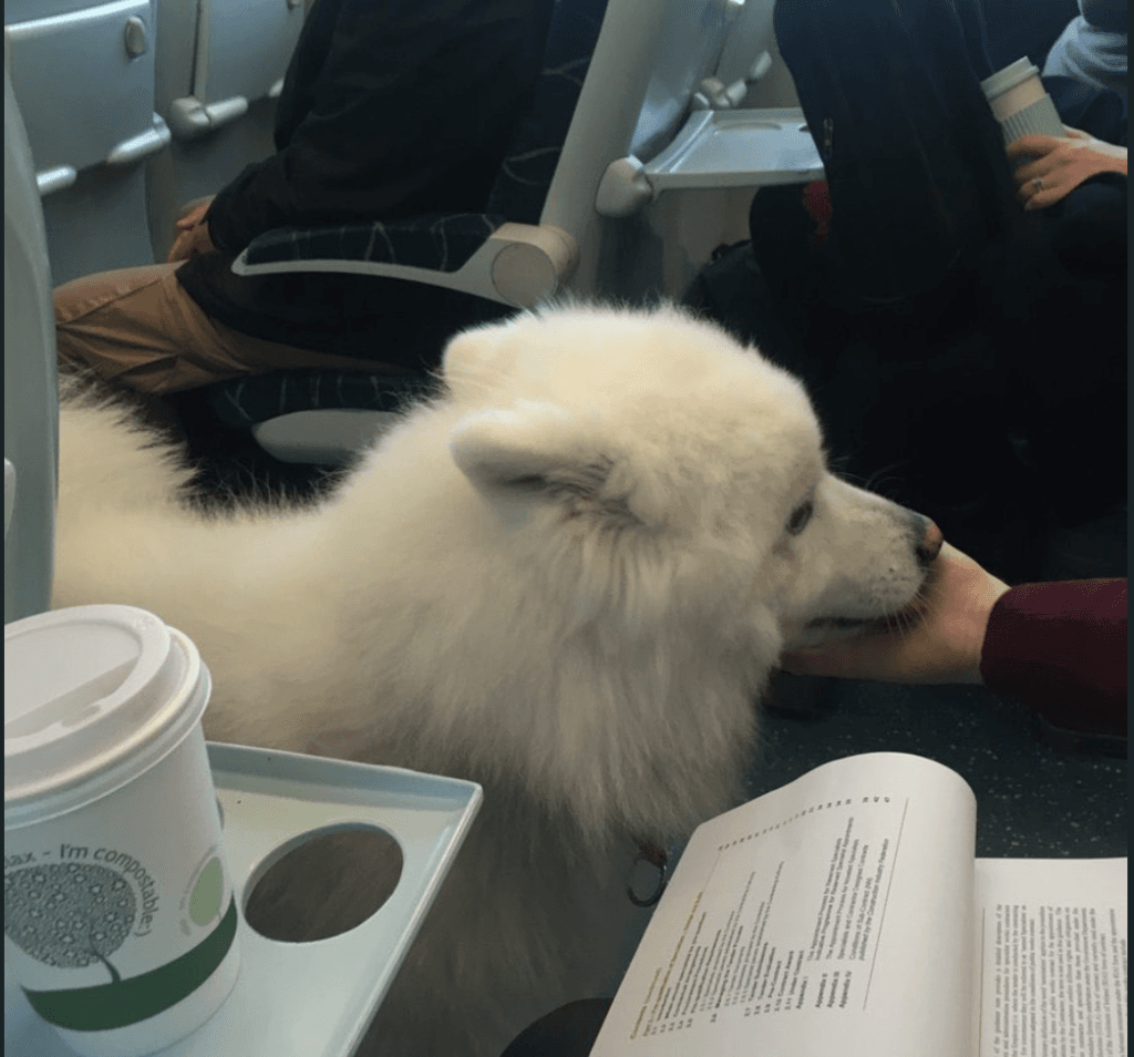 Irish Rail passengers were joined by an adorable commuter this morning