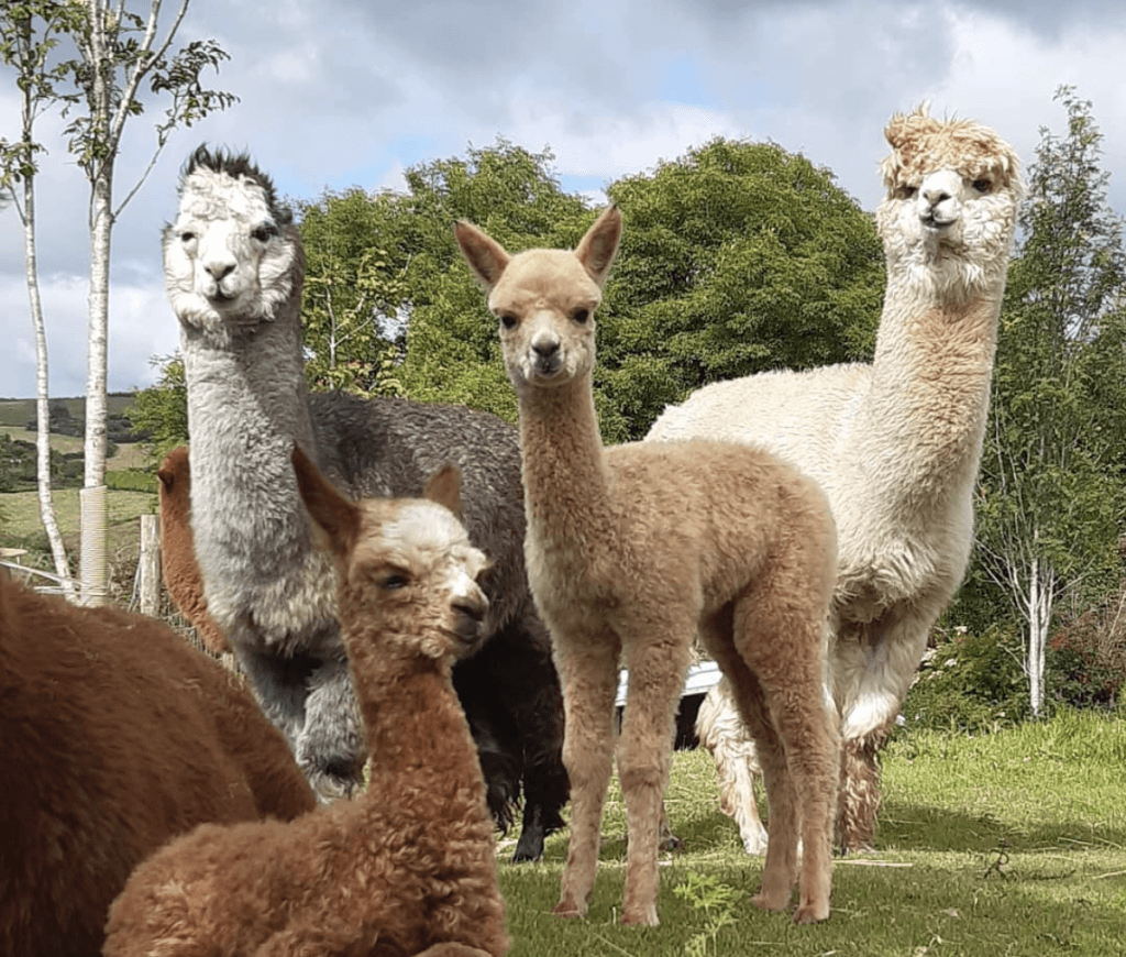 Explore Éire: Walk Alpacas And Swim Beside A Private Waterfall In This Log Cabin In West Cork