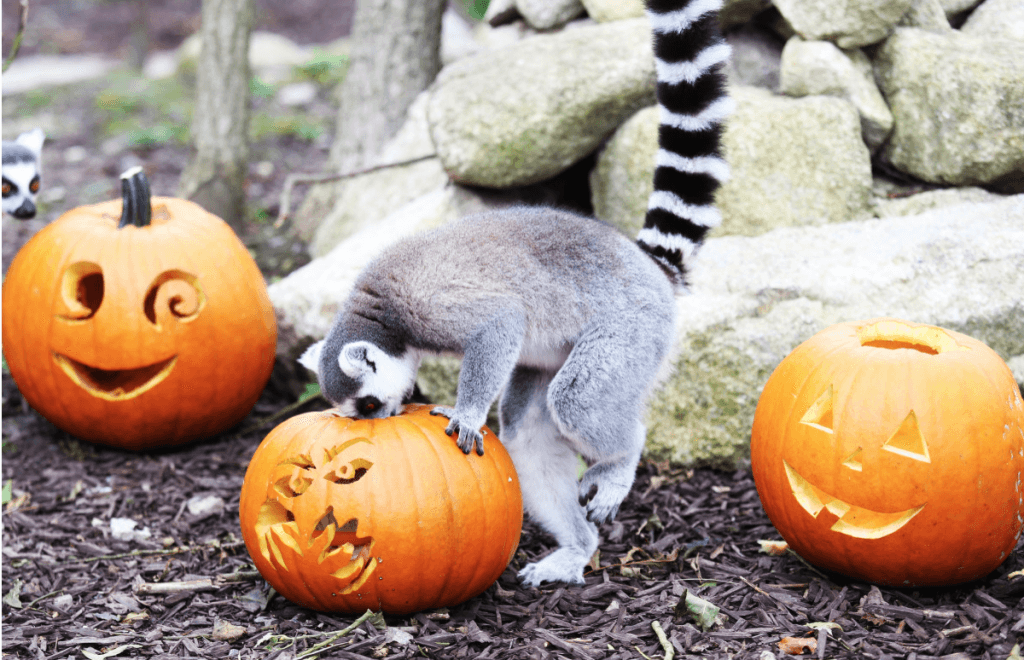 The Wicked Adventure is opening at Tayto Park and kids go free on Halloween