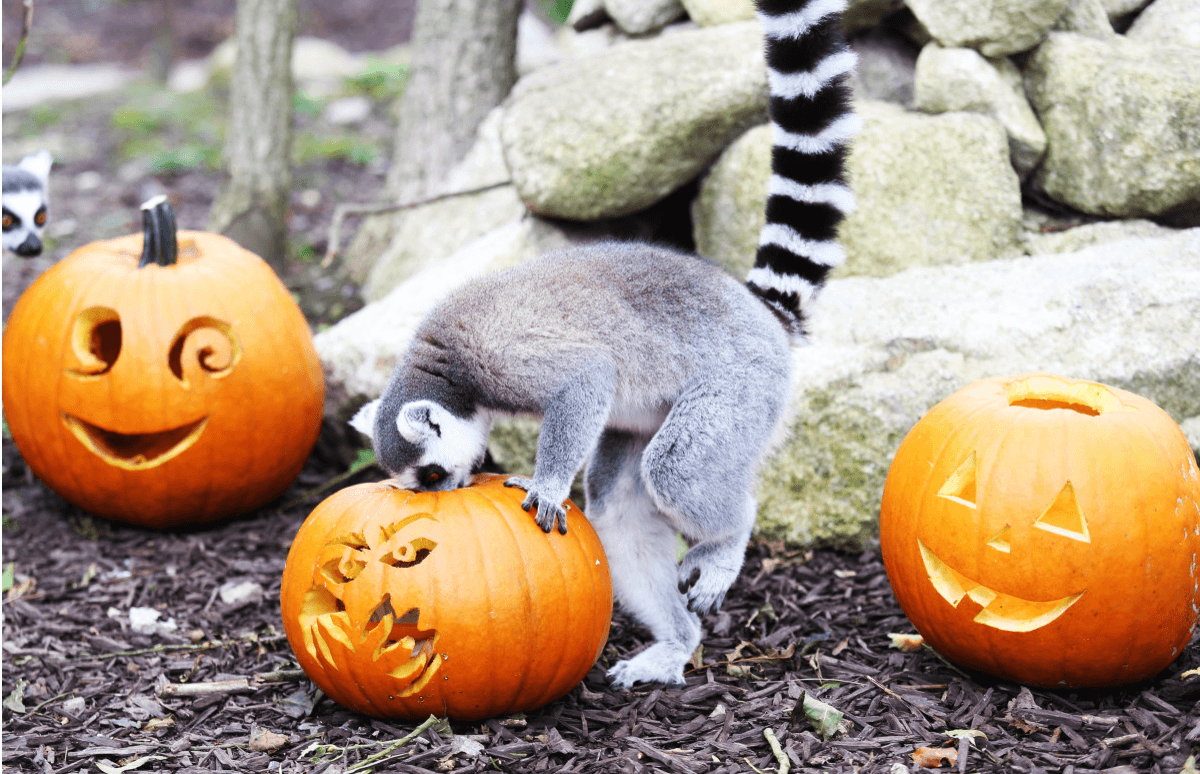 The Wicked Adventure is opening at Tayto Park and kids go free on Halloween