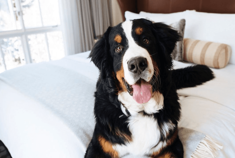 This ski resort will hire you as their resident dog’s ‘fur butler’