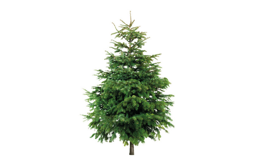 Lidl is selling real Christmas trees for the first time at a pretty decent price