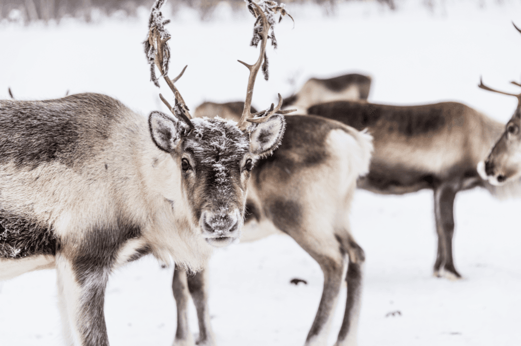 This website lets you let you film Santa’s reindeer in your own living room – here’s how