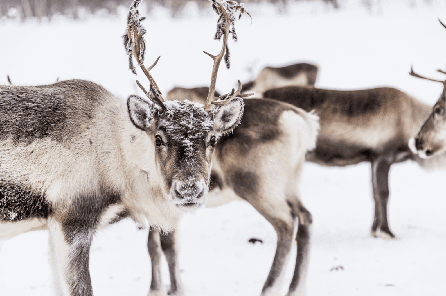 This website lets you let you film Santa’s reindeer in your own living room – here’s how