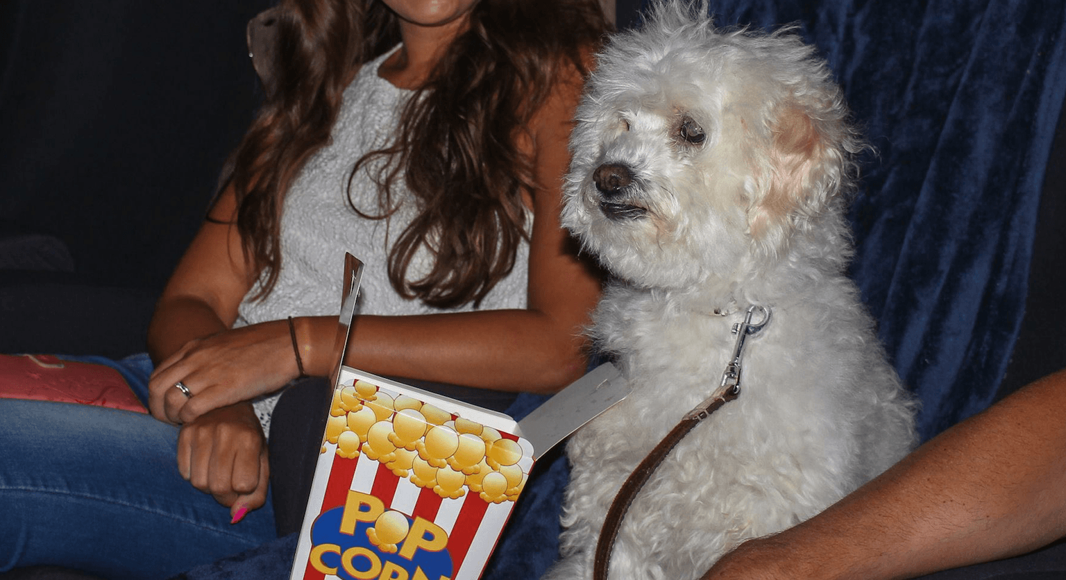 Palas Galway is running a dog-friendly cinema date for you and your furry best friend