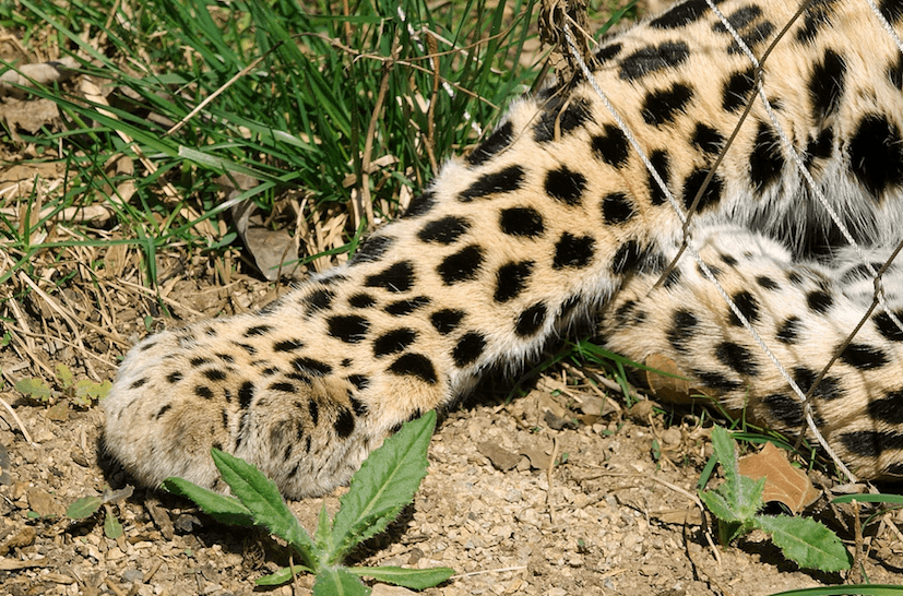 PSNI respond to viral photo of ‘escaped leopard from Belfast Zoo’