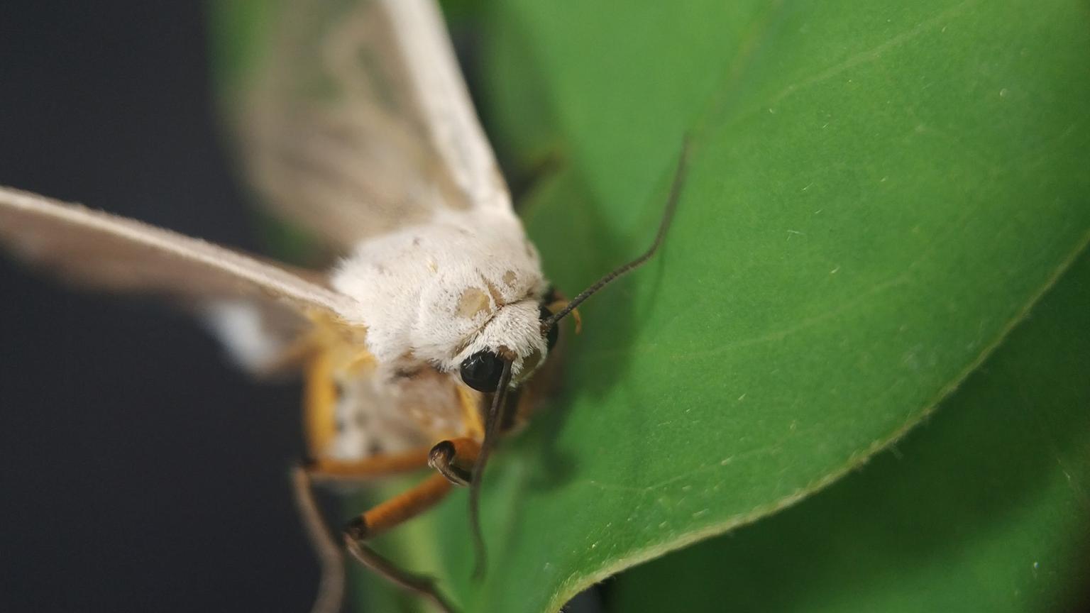 False nails and a moth among complaints about foreign objects found in food in 2019