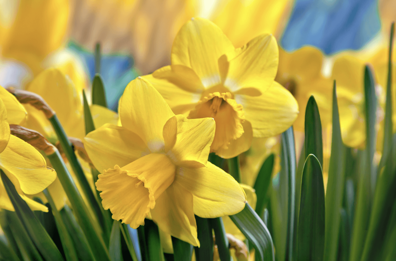 Irish Cancer Society forced to cancel Daffodil Day due to coronavirus