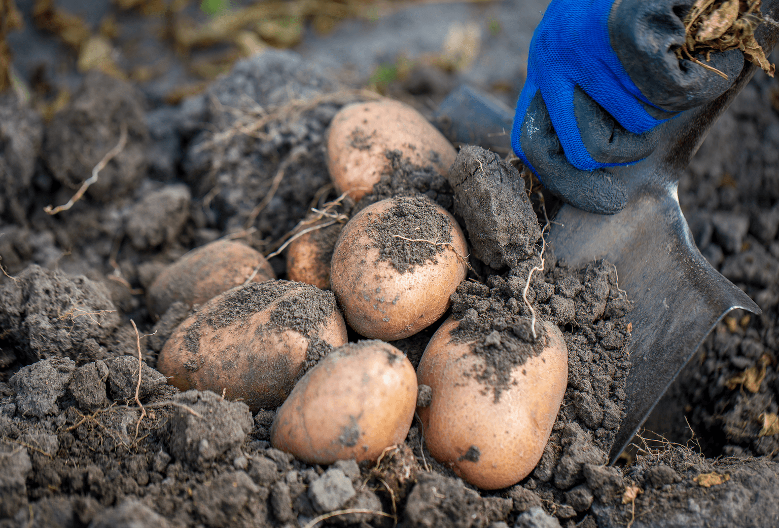 Met Éireann has issued a potato blight warning for the entire country