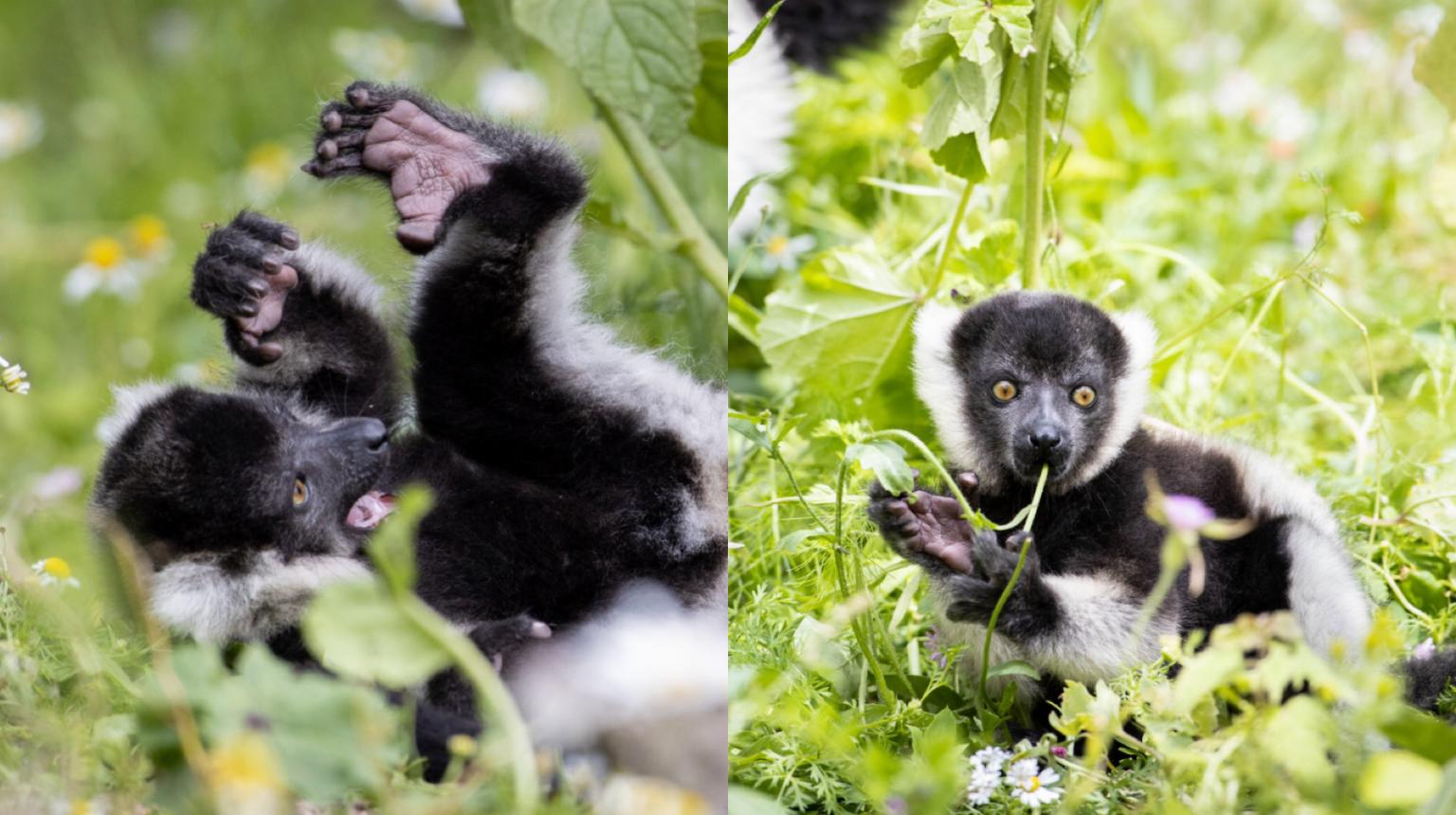 PICS: Fota Wildlife Park has welcomed two new endangered lemur babies
