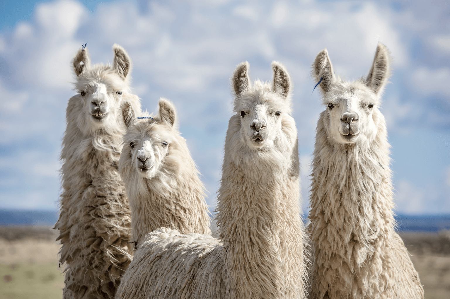 Experts believe llamas could be the key to treating Covid-19