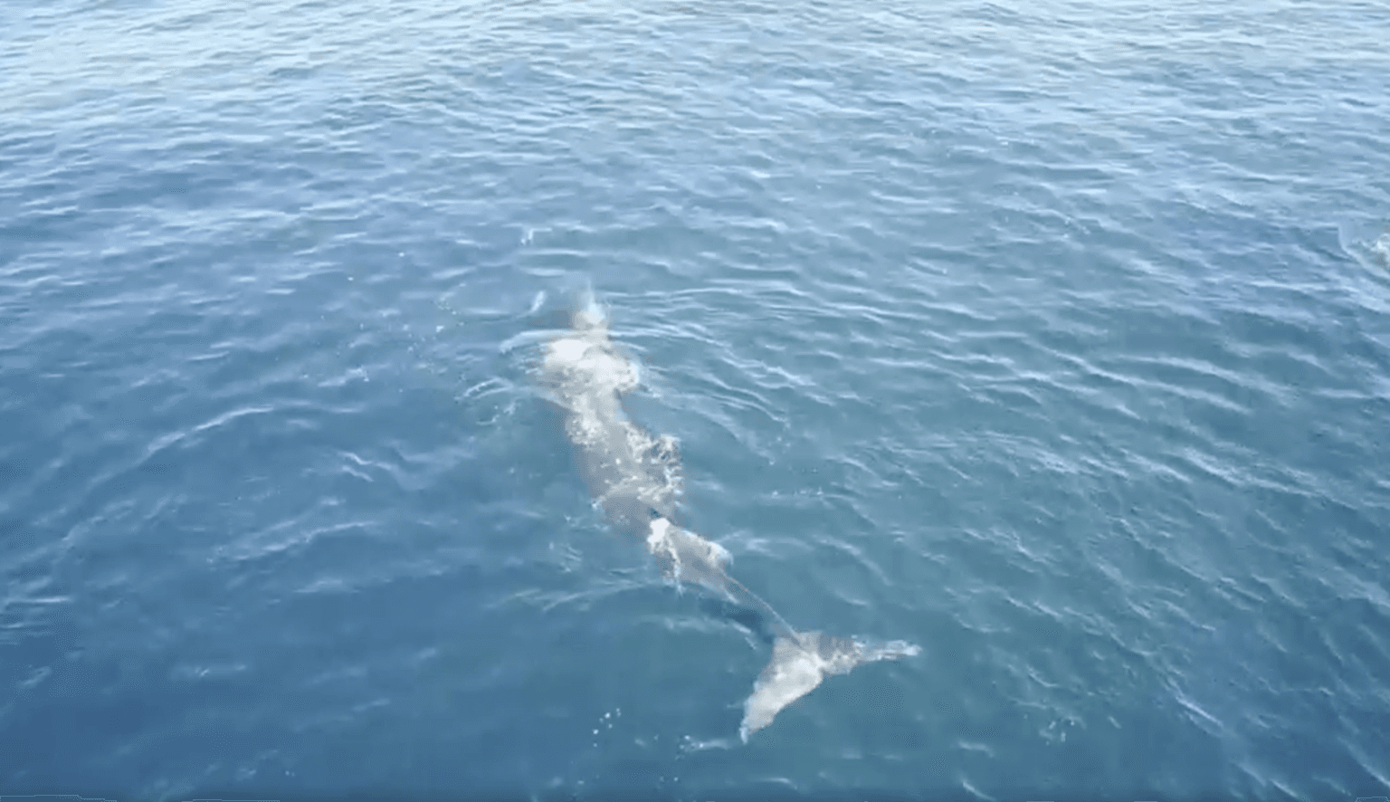 WATCH: Rare drone footage captured of world’s second-largest whale species in Irish waters