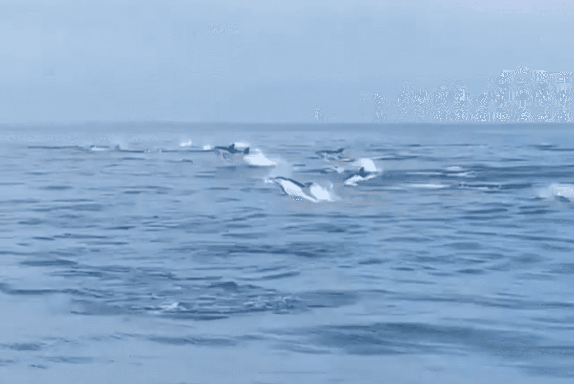 WATCH: Hundreds of dolphins spotted enjoying the water off the Irish coast