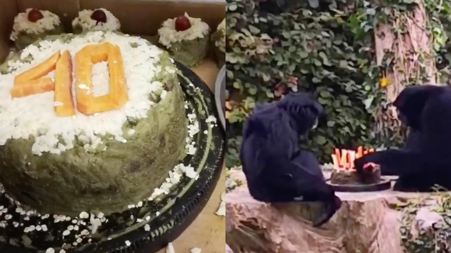 WATCH: Clyde the ape celebrated a milestone birthday at Fota Wildlife Park yesterday