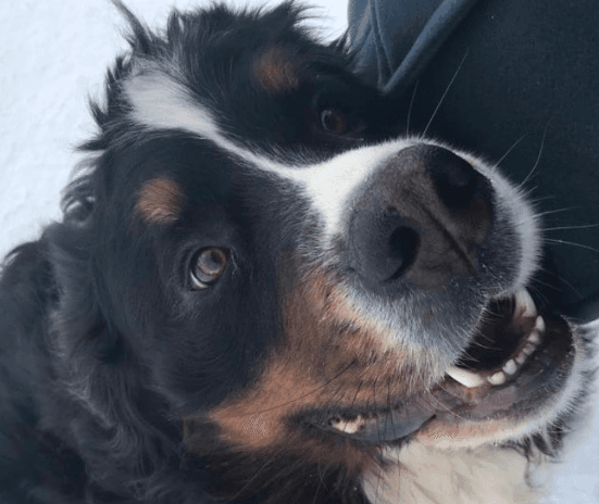 People are sharing pictures of their dogs in honour of Síoda Higgins
