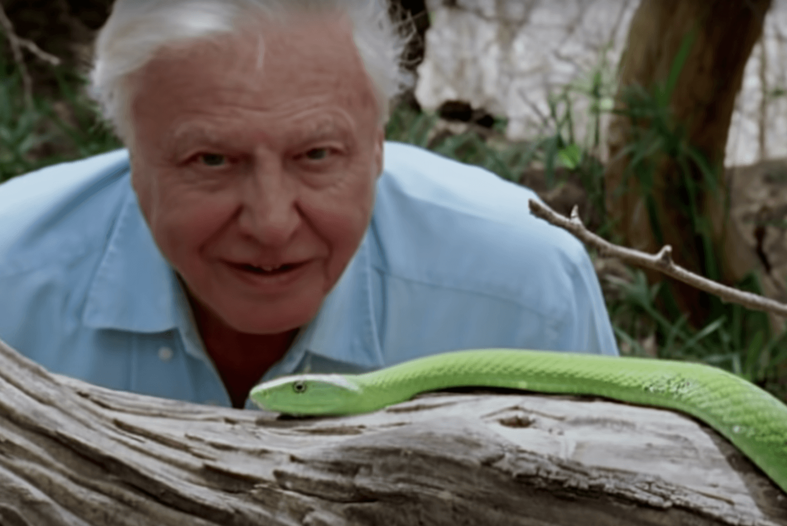 David Attenborough has broken all kinds of records since joining Instagram