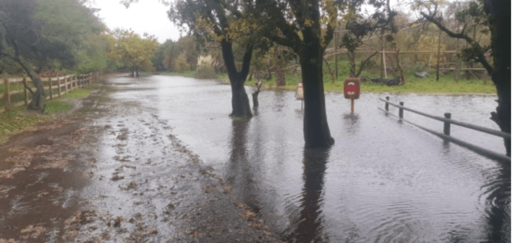 Fota Wildlife Park assures public that animals are safe despite severe local flooding