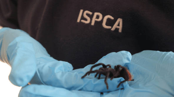 A Central American tarantula has been found in a bunch of bananas in Donegal
