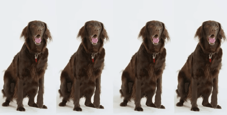 LISTEN: The world’s first Christmas song for dogs has been released