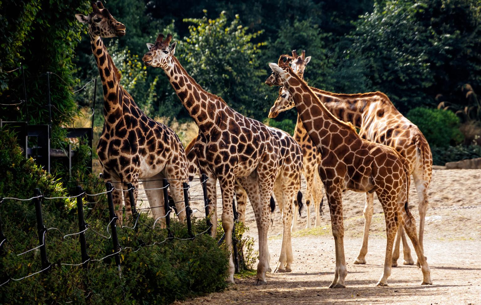 ‘You can’t furlough a giraffe’ – Government looking into supporting Dublin Zoo following public appeal 