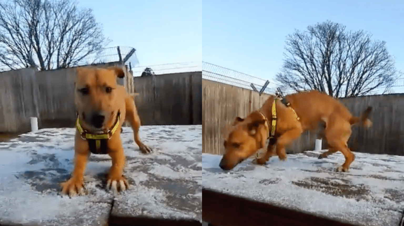 WATCH: Dogs Trust Ireland shares adorable video of playful pup enjoying the snow