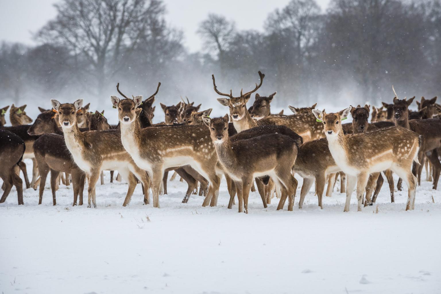 Snow warning issued for 18 counties starting from 6am on Sunday
