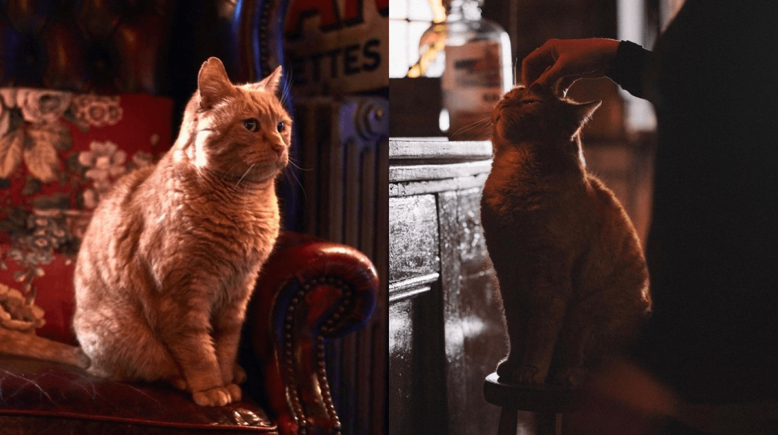 Sad day for Harbour Bar staff as they mourn the loss of 21-year-old feline friend