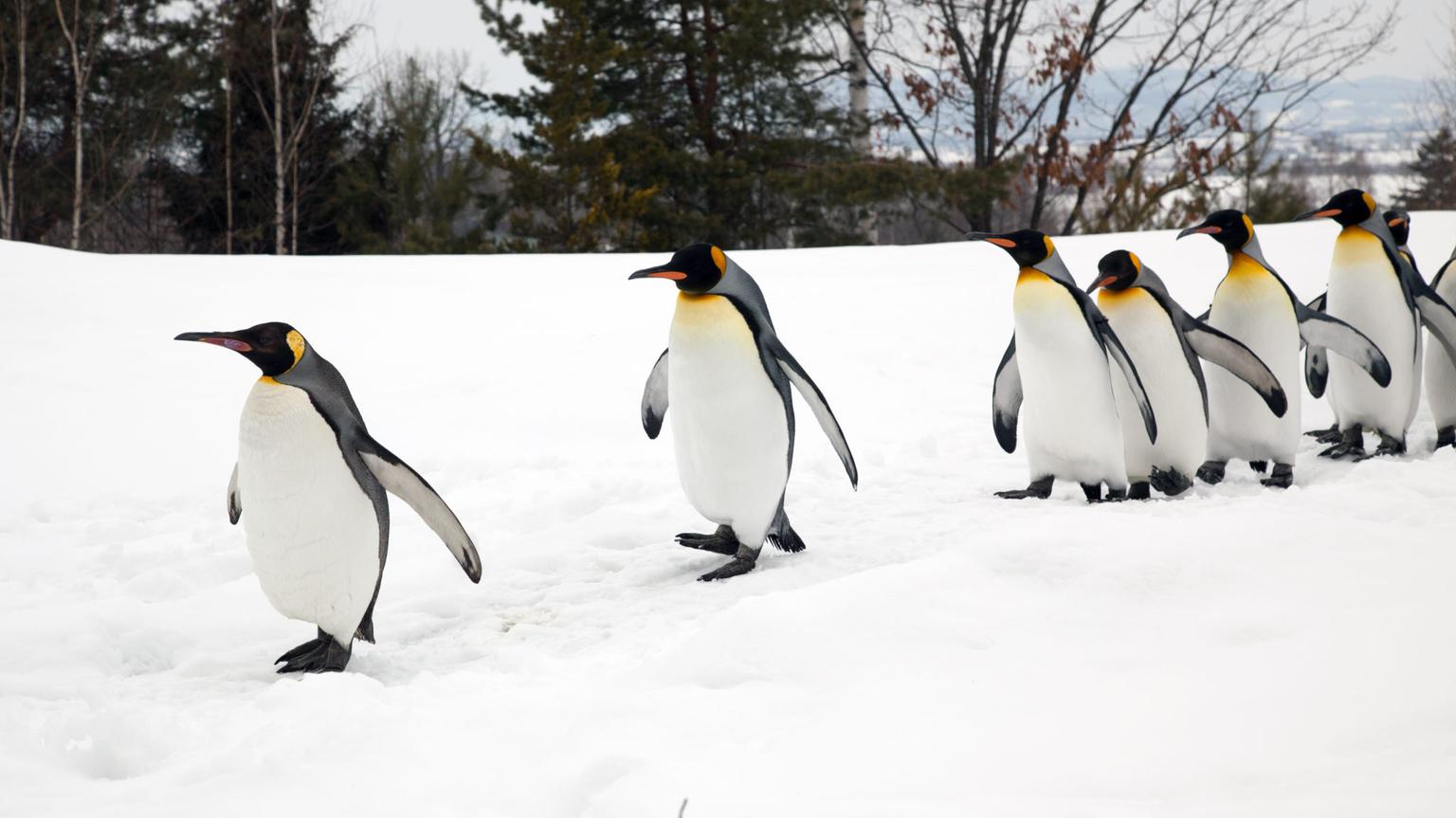 ‘Walk like a penguin’ – Met Éireann’s advice on how to avoid slips and falls in wintry conditions