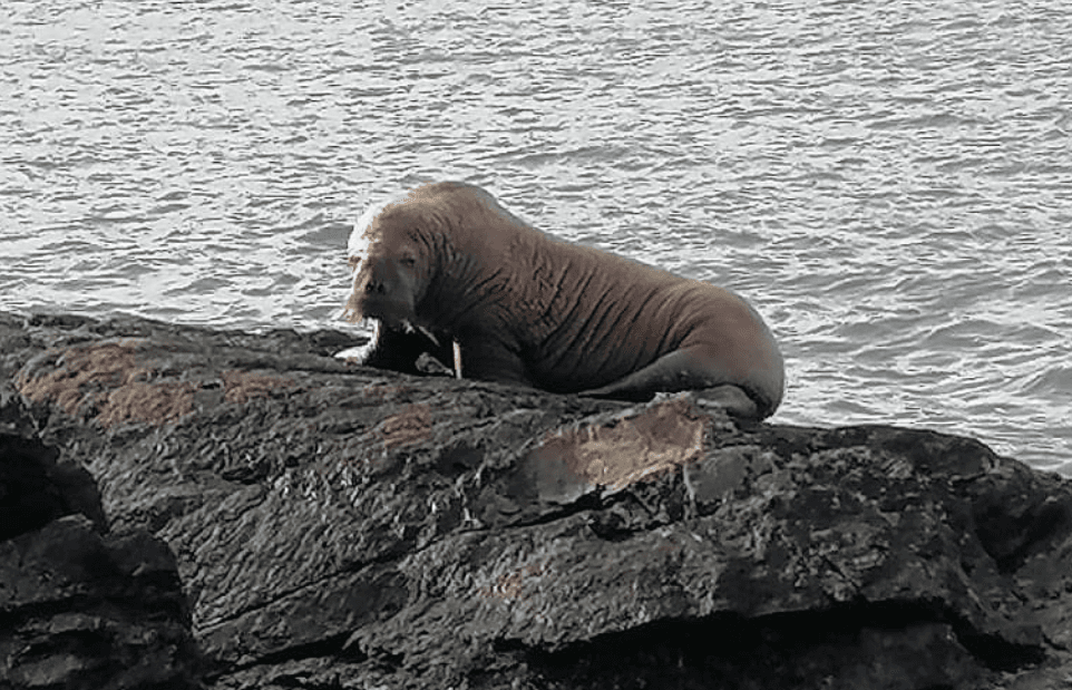 Irish people have been welcoming the first ever walrus to arrive on our shores