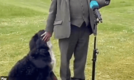Presidential dog Misneach is officially famous as U.S. media shares his antics to millions of followers