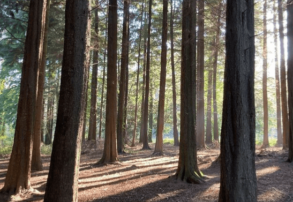 A new ‘forest bathing’ experience is coming to Wicklow