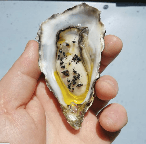 Ants and oysters are a thing and we’re actually tempted