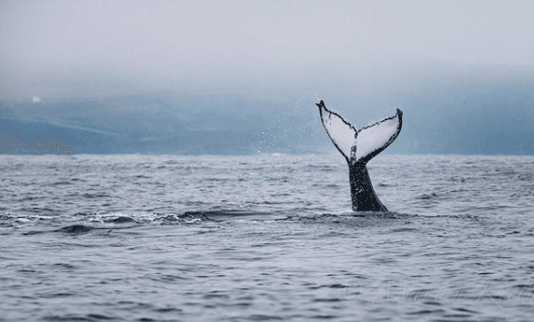 Up to three humpback whales have been spotted off the coast of West Clare!