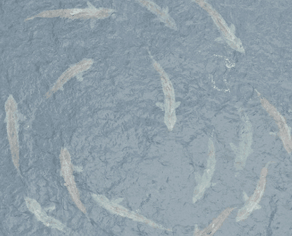 Cue the Jaws theme tune, basking sharks have been spotted on the Clare coast!