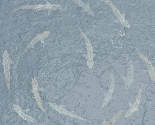 There were a lot of unexpected visitors to Irish waters this week.. who will we see next?