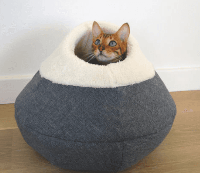 Aldi has some fab new pet accessories available from Sunday