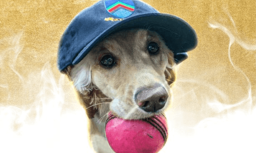 Dazzle the dog wins additional Player of the Month with the ICC